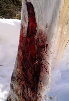 blessure à la jambe